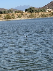 Himantopus mexicanus