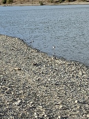 Himantopus mexicanus