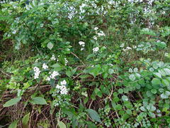 Procecidochares alani