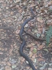 Galvarinus chilensis