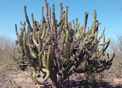 Stenocereus thurberi