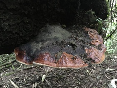 Fomitopsis schrenkii