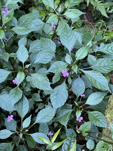 Impatiens hochstetteri