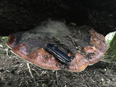 Fomitopsis schrenkii