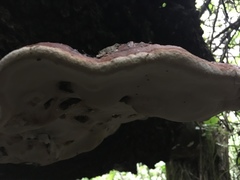 Fomitopsis schrenkii