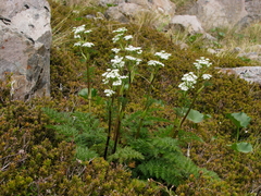 Anisotome haastii