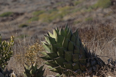 Agave shawii