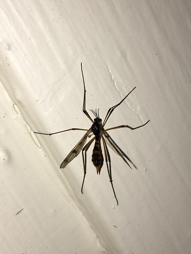 Ptychoptera quadrifasciata