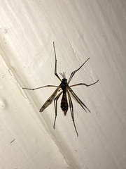 Ptychoptera quadrifasciata