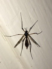 Ptychoptera quadrifasciata