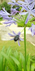 Xylocopa caerulea
