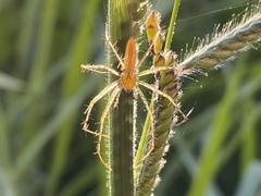 Peucetia flava