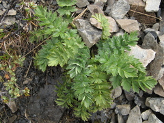 Anisotome pilifera