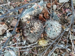 Mammillaria schumannii
