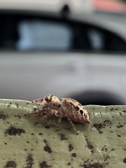 Opisthoncus nigrofemoratus