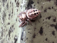 Opisthoncus nigrofemoratus