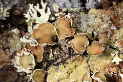 Imshaugia placorodia