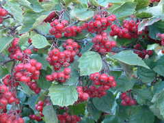 Crataegus macracantha