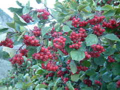 Crataegus macracantha