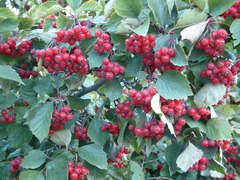 Crataegus macracantha