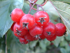 Crataegus macracantha