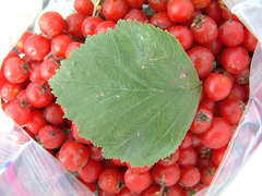 Crataegus macracantha