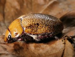 Anoplognathus velutinus