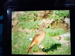 Phoenicurus ochruros