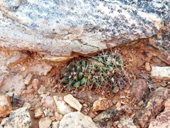 Mammillaria petrophila