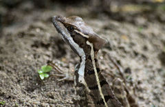 Basiliscus basiliscus barbouri