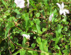 Calystegia sepium sepium