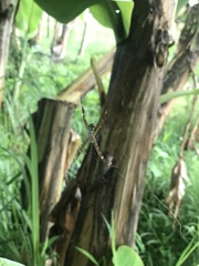 Argiope appensa