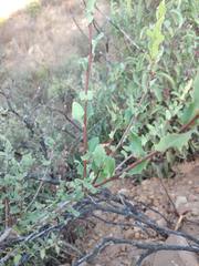 Lonicera subspicata denudata