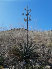 Agave aurea capensis