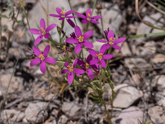 Zeltnera beyrichii