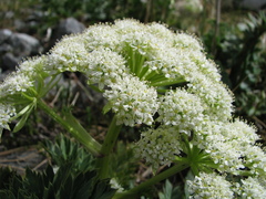 Anisotome pilifera