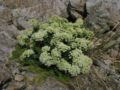 Anisotome pilifera