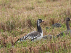 Anser caerulescens × Anser albifrons