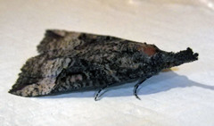Hypena decorata
