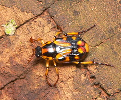 Stripsipher orientalis