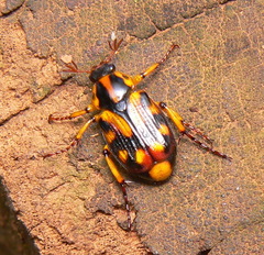 Stripsipher orientalis