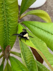 Bombus vosnesenskii