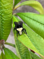 Bombus vosnesenskii