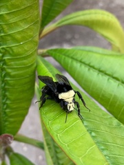 Bombus vosnesenskii