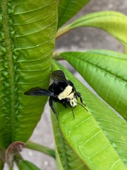 Bombus vosnesenskii