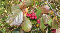 Crataegus macracantha