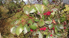 Crataegus macracantha