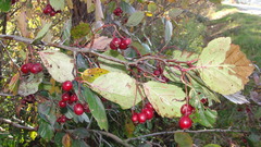 Crataegus macracantha