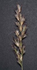 Rytidosperma longifolium