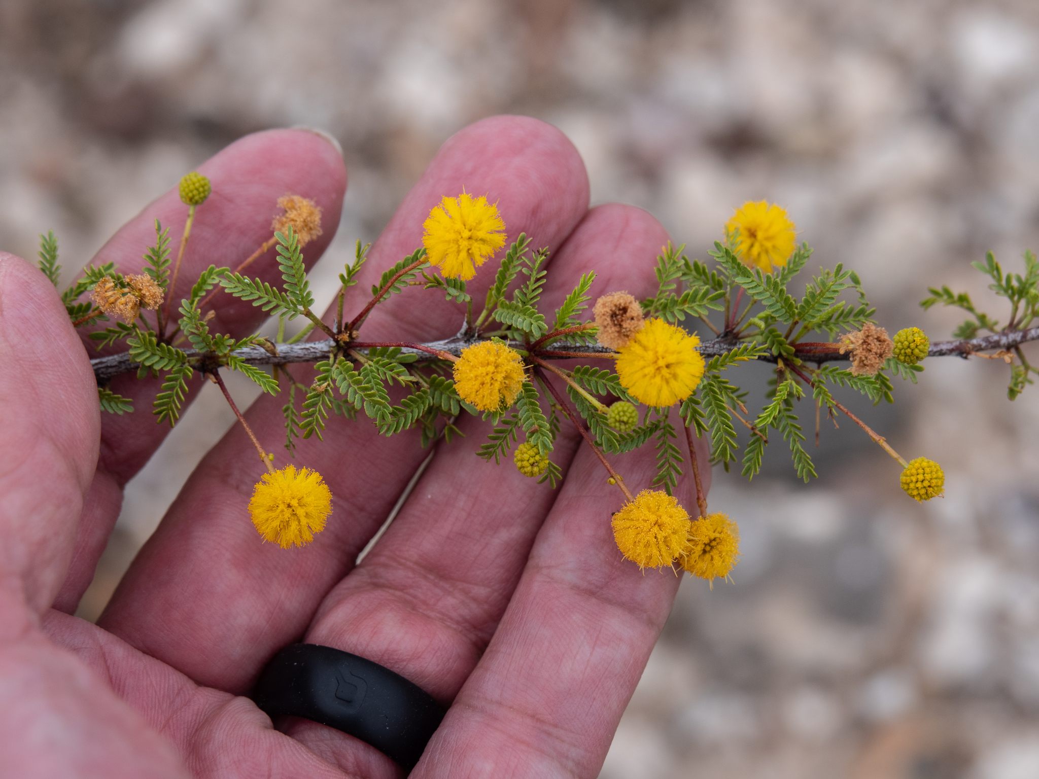Vachellia vernicosa